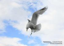 Конференция АРБИКОН 2009